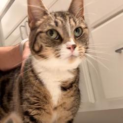 Found/Stray Female Cat last seen Blossom St, Rochester, NY 14610