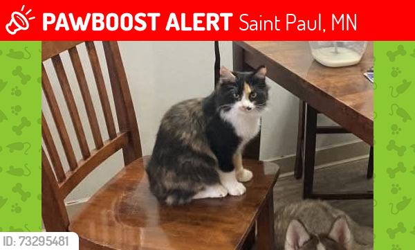 Lost Female Cat last seen Maryland Ave, Arlington Ave, Saint Paul, MN 55106