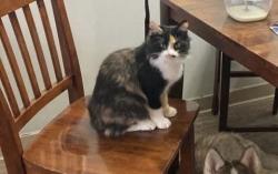 Lost Female Cat last seen Maryland Ave, Arlington Ave, Saint Paul, MN 55106