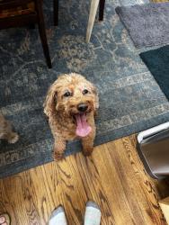 Reunited Male Dog last seen Falling water, Fort Collins, CO 80528