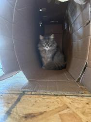Lost Female Cat last seen Randolph Community Center, Richmond, VA 23221