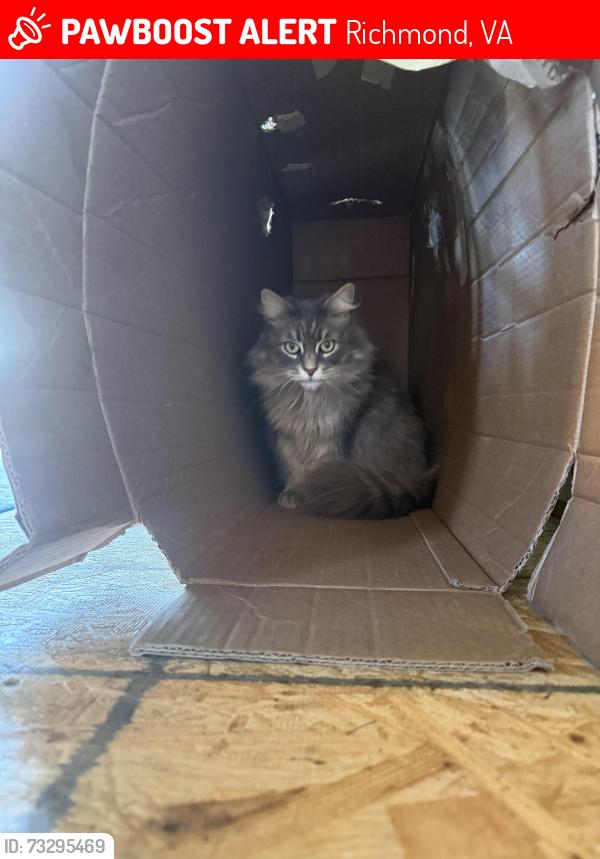 Lost Female Cat last seen Randolph Community Center, Richmond, VA 23221