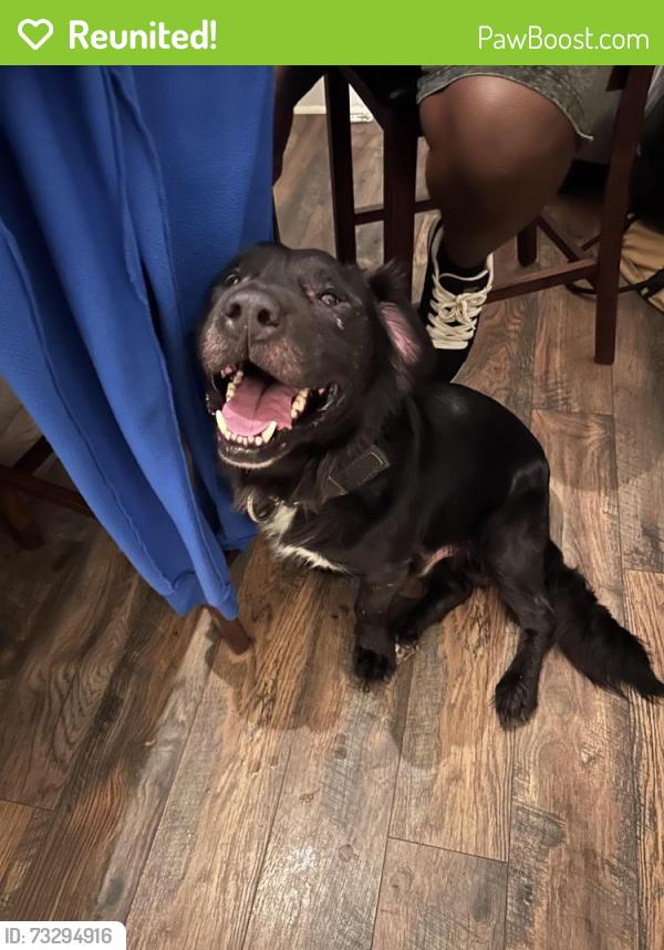 Reunited Male Dog last seen Brownsville road, Pittsburgh, PA 15210