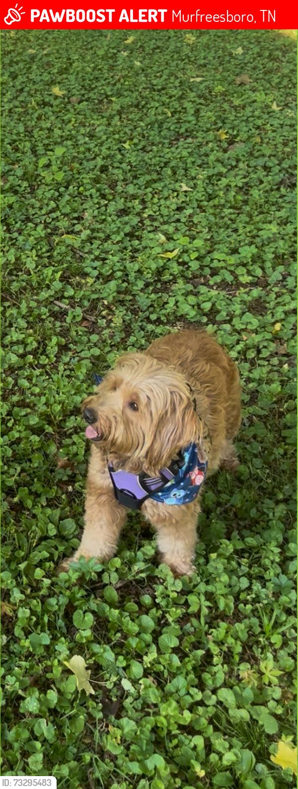 Lost Female Dog last seen Mitchell Nelson school, Murfreesboro, TN 37130