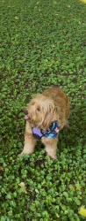 Lost Female Dog last seen Mitchell Nelson school, Murfreesboro, TN 37130