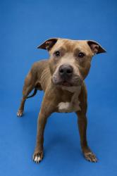 Shelter Stray Male Dog last seen Near BLOCK ROBERT AVE, 2020 Forest St, Jacksonville, FL 32204, USA