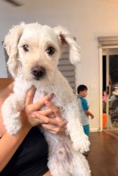 Found/Stray Male Dog last seen Near w Calle Rio lobo, Tucson, AZ 85714