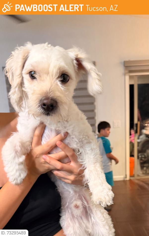 Found/Stray Male Dog last seen Near w Calle Rio lobo, Tucson, AZ 85714