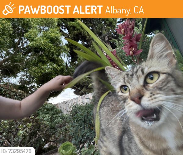 Found/Stray Unknown Cat last seen Jackson and Buchanan, block before Ocean View, Albany, CA 94706