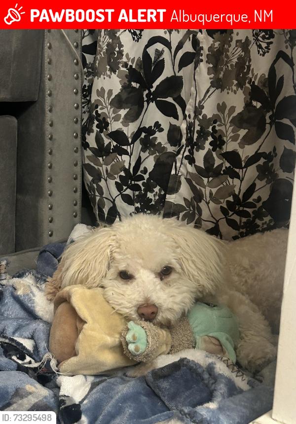 Lost Male Dog last seen Near spotted pony sw, Albuquerque, NM 87121