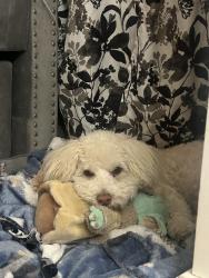 Lost Male Dog last seen Near spotted pony sw, Albuquerque, NM 87121