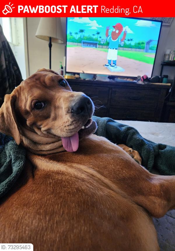 Lost Male Dog last seen Across from Caldwell Park, Redding, CA 96003