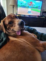 Lost Male Dog last seen Across from Caldwell Park, Redding, CA 96003