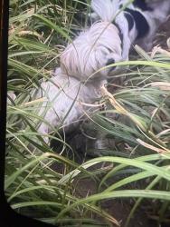 Lost Female Dog last seen Seascape resort, Rio del Mar, CA 95003
