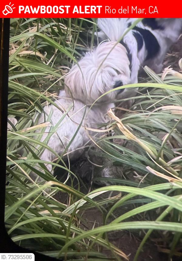 Lost Female Dog last seen Seascape resort, Rio del Mar, CA 95003