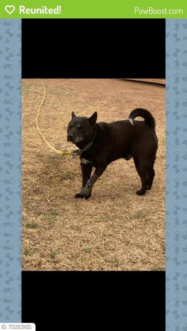 Reunited Male Dog last seen Dunkin donuts, baskin Robbins 50th street, Lubbock, TX 79414