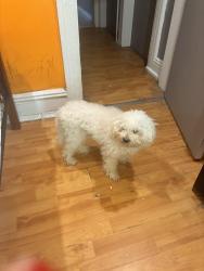 Lost Female Dog last seen newark nj, Newark, NJ 07108