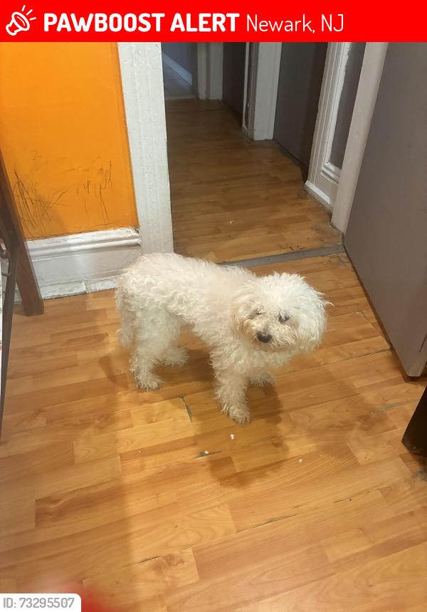Lost Female Dog last seen newark nj, Newark, NJ 07108