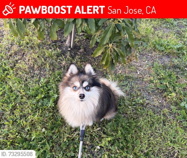 Lost Male Dog last seen Kammerer Ave & King Road, San Jose, CA 95116