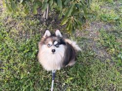 Lost Male Dog last seen Kammerer Ave & King Road, San Jose, CA 95116
