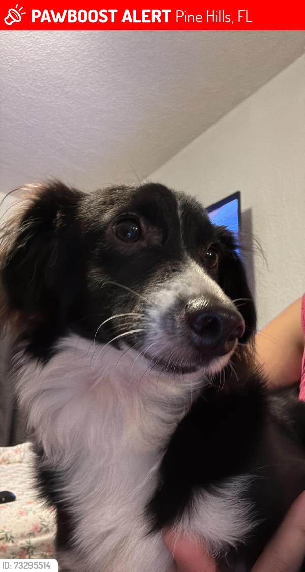 Lost Female Dog last seen Near Environs Blvd, Pine Hills, FL 32818