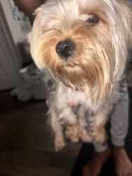 Found/Stray Female Dog last seen Huffman Mill s, Burlington, NC 27215