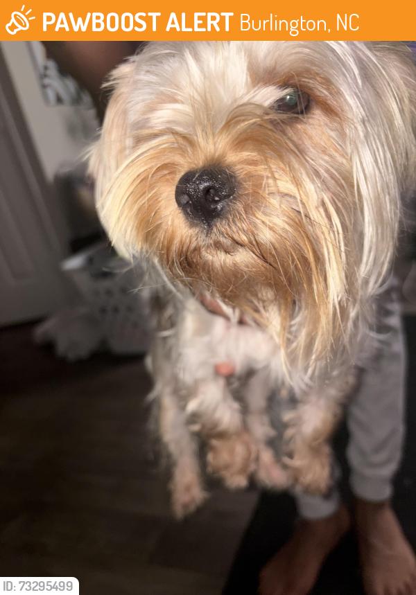 Found/Stray Female Dog last seen Huffman Mill s, Burlington, NC 27215