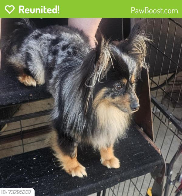 Reunited Male Dog last seen Grand oaks magnolia, Magnolia, TX 77355