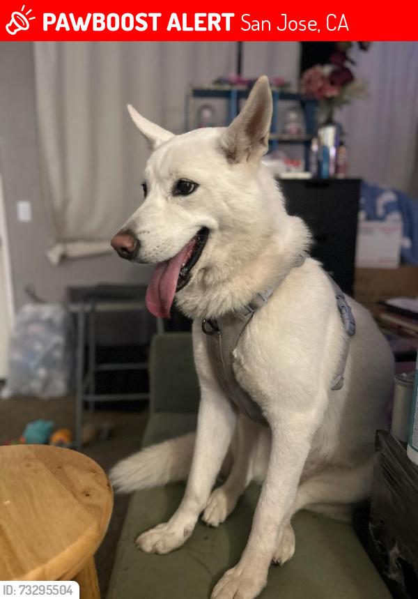 Lost Female Dog last seen Story rd, San Jose, CA 95122