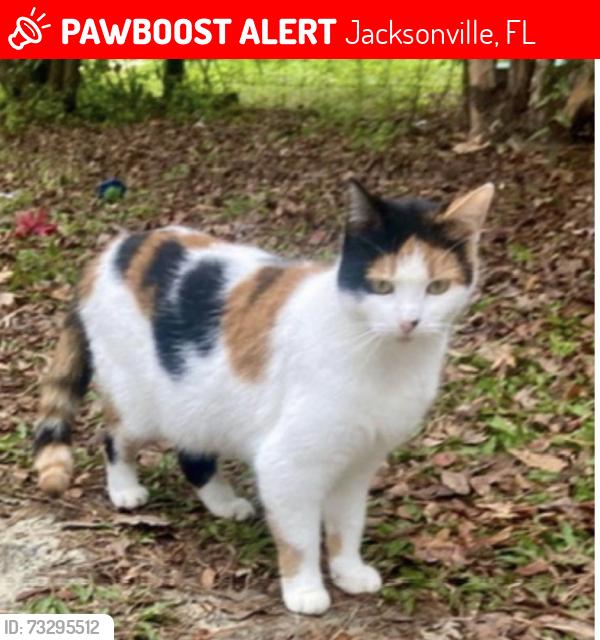 Lost Female Cat last seen Puskita Trail & Lannie road, Jacksonville, FL 32218