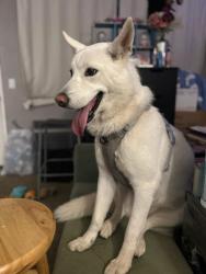 Lost Female Dog last seen Story rd, San Jose, CA 95122