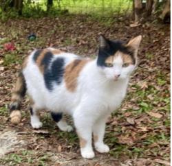 Lost Female Cat last seen Puskita Trail & Lannie road, Jacksonville, FL 32218
