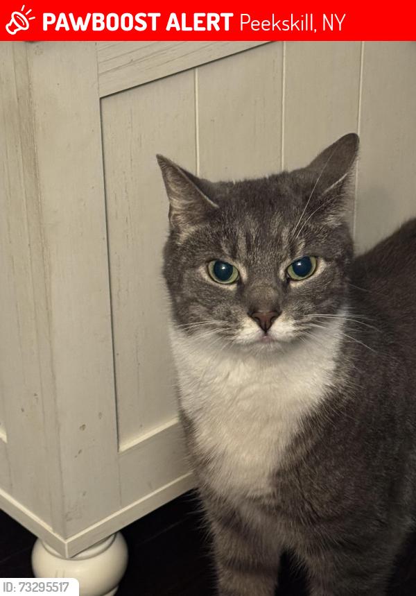 Lost Female Cat last seen Elm street, Peekskill, NY 10566