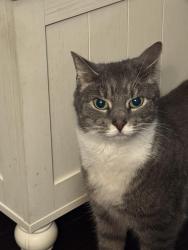 Lost Female Cat last seen Elm street, Peekskill, NY 10566