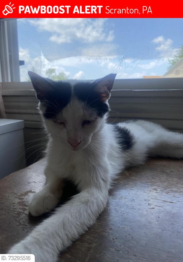 Lost Male Cat last seen Hill Section of Scranton, on the edge of beginning to Dunmore, Scranton, PA 18510