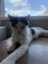Lost Male Cat last seen Hill Section of Scranton, on the edge of beginning to Dunmore, Scranton, PA 18510