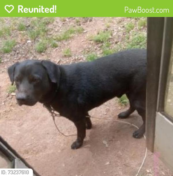 Reunited Male Dog last seen Mountain creek church rd taylors, Taylors, SC 29687