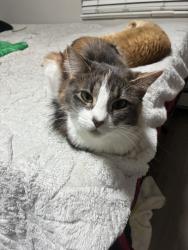 Lost Female Cat last seen 6th and union by the quality Inn suites, Golden, CO 80401
