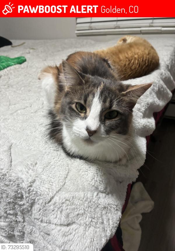 Lost Female Cat last seen 6th and union by the quality Inn suites, Golden, CO 80401