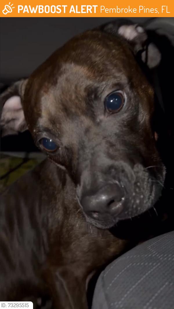 Found/Stray Female Dog last seen Johnson St, Pembroke Pines, FL 33025