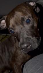 Found/Stray Female Dog last seen Johnson St, Pembroke Pines, FL 33025