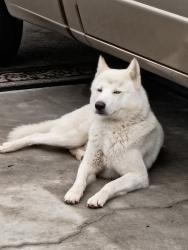 Reunited Male Dog last seen Johnston / San Jacinto, San Jacinto, CA 92583