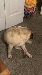 Reunited Male Dog last seen Near s Carson street, Aurora, CO 80012