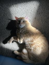 Lost Male Cat last seen paradise hilll, San Diego, CA 92139