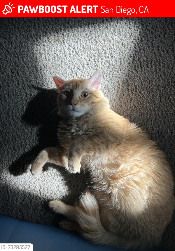Lost Male Cat last seen paradise hilll, San Diego, CA 92139