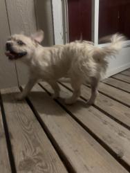 Found/Stray Unknown Dog last seen Desert Wind Way, Las Cruces, NM 88012