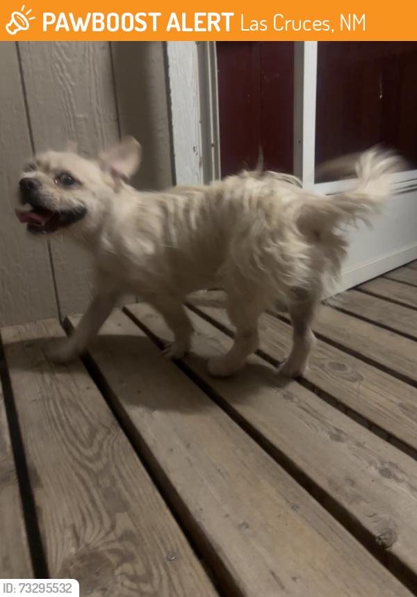 Found/Stray Unknown Dog last seen Desert Wind Way, Las Cruces, NM 88012