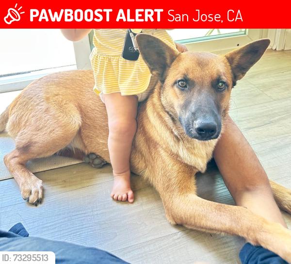 Lost Female Dog last seen piedmond rd, San Jose, CA 95132