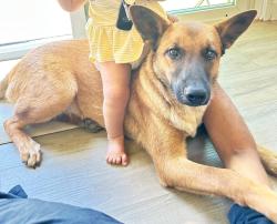 Lost Female Dog last seen piedmond rd, San Jose, CA 95132