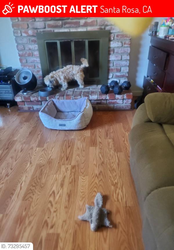 Lost Male Dog last seen Collage, Santa Rosa, CA 95401